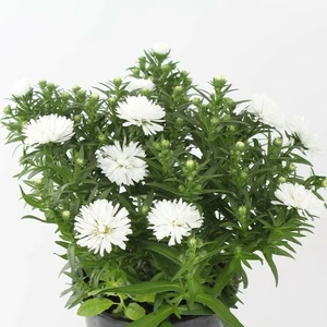 Aster belgii 'White Ladies'