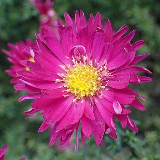 Aster 'Winston Churchill'