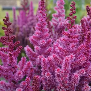 Astilbe chinensis 'Purple Rain' 2L