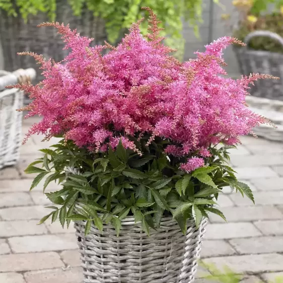 Astilbe 'Short 'n' Sweet Raspberry'