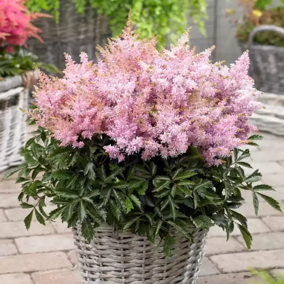 Astilbe 'Short 'n' Sweet Sugarberry'