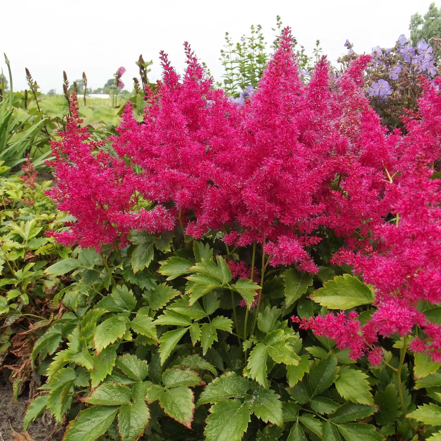 Astilbe 'Younique Ruby Red' - Cowell's Garden Centre | Woolsington