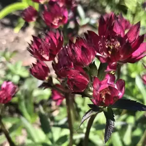 Astrantia 'Claret'