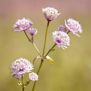 Astrantia major 'Little Flowerer' 3L