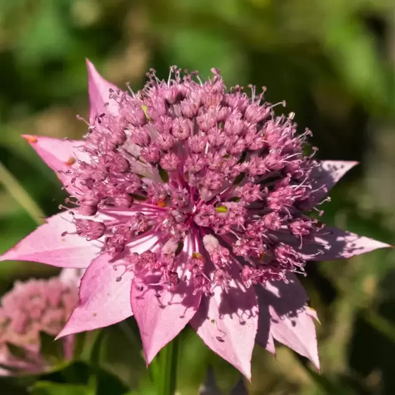 Astrantia 'Roma' 1L - image 1