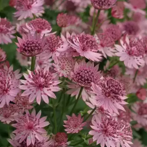 Astrantia 'Roma' 1L - image 2