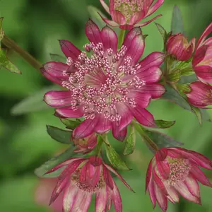 Astrantia major 'Ruby Giant' 3L