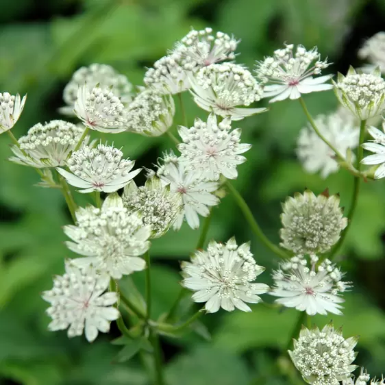 Astrantia major 'Shaggy'