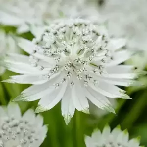 Astrantia 'Snow Star' 2L - image 1