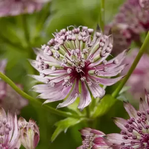 Astrantia Sparkling Stars Series 'Pink'