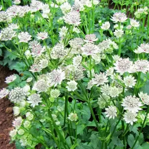 Astrantia Sparkling Stars Series 'Star of Billion' - image 2