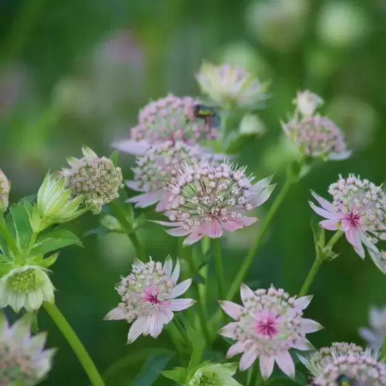 Astrantia Sparkling Stars Series 'Star of Billion' - image 1