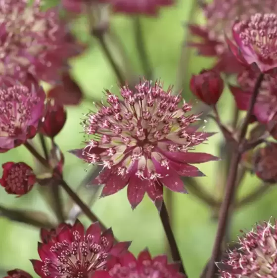 Astrantia Sparkling Stars Series 'Star of Love' 3L - image 1