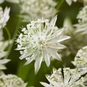 Astrantia Sparkling Stars Series™ 'White'℗