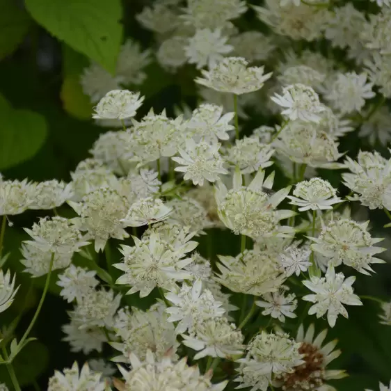 Astrantia major 'White Giant'