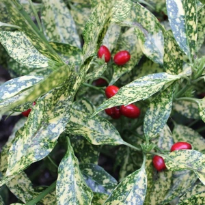 Aucuba japonica 'Variegata' 2L