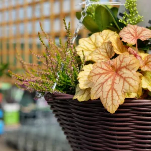 Autumn Premium Hanging Basket - 14" - image 3