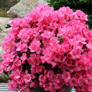 Rhododendron obtusum 'Anouk' 2.3L