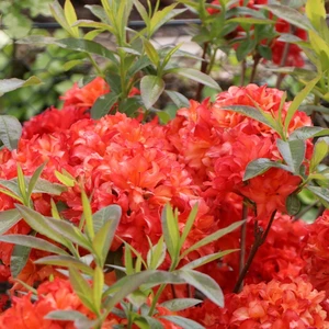 Image Credit: Baumschule Horstmann