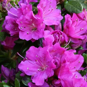 Rhododendron obtusum 'Geisha Lilac' 2.3L