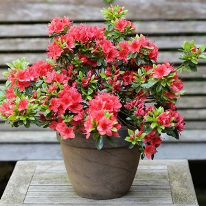 Rhododendron obtusum 'Geisha Orange' 2.3L