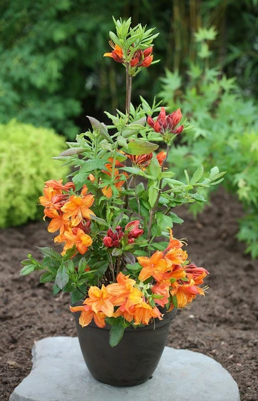 Azalea luteum 'Glowing Embers' - image 3