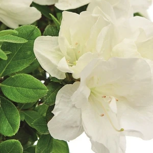 Rhododendron obtusum 'Inas Diamant' 2.3L