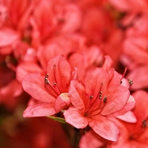 Rhododendron obtusum 'Juliette' 2.3L