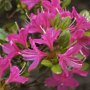 Rhododendron obtusum 'Kermesina' 2.3L