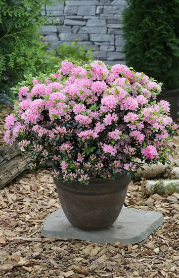 Rhododendron obtusum 'Kermesina Rose' 2.3L - image 2