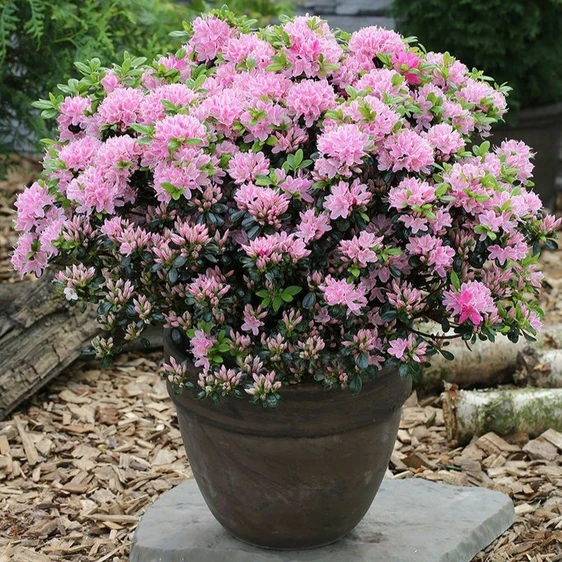 Rhododendron obtusum 'Kermesina Rose' 2.3L - image 1