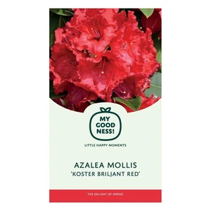 Azalea 'Koster's Brilliant Red'