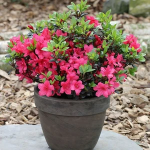 Rhododendron obtusum 'Little Red' 2.3L