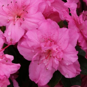 Rhododendron obtusum 'Pink Jane' 2.3L