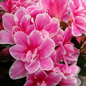 Rhododendron obtusum 'Pink Poetry' 2.3L