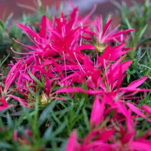Azalea 'Pink Star'