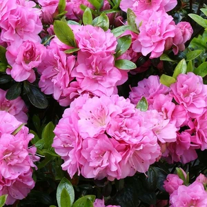 Rhododendron obtusum 'Rosinetta' 2.3L