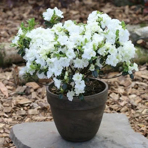 Rhododendron obtusum 'Schneeperle' 2.3L