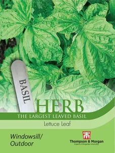Basil Lettuce Leaf - image 1