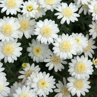 Bedding Plants