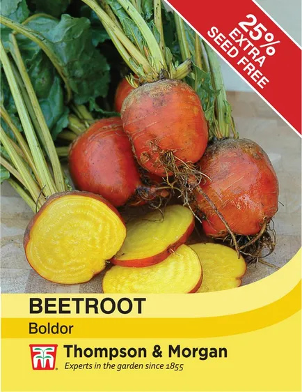 Beetroot Boldor - image 1