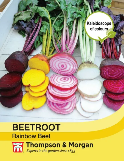 Beetroot Rainbow Beet - image 1