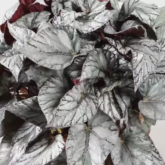 Begonia rex Beleaf 'Arctic Breeze' 12cm - image 3