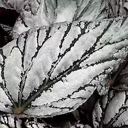 Begonia rex Beleaf 'Arctic Breeze' 12cm - image 2