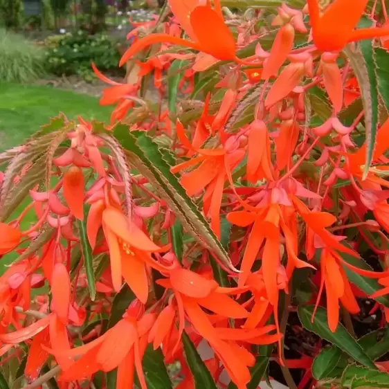 Begonia 'Bonfire' - image 1