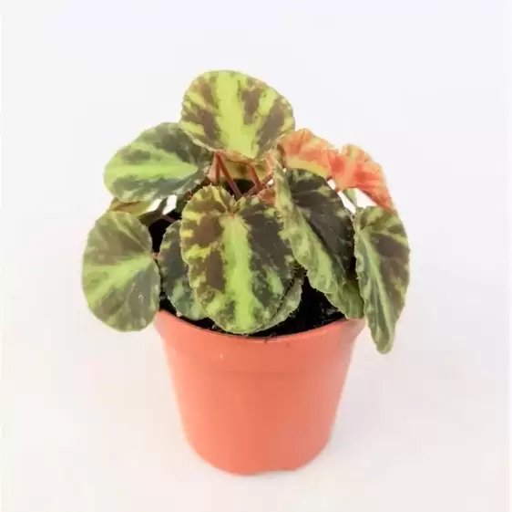 Begonia cleopatrae 7cm