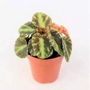 Begonia cleopatrae 7cm