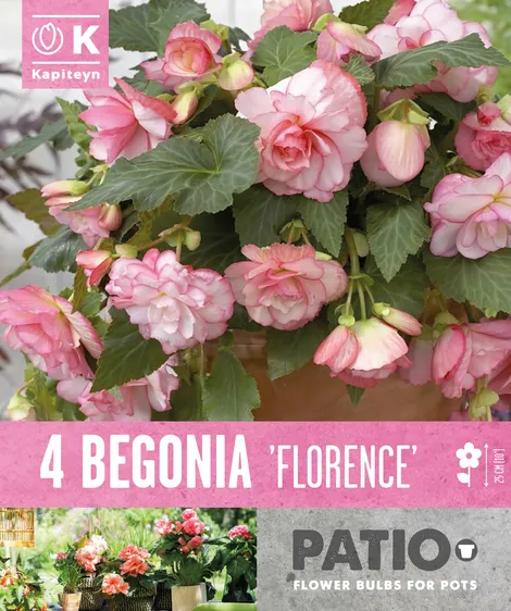 Begonia Florence