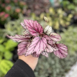 Begonia rex 'Hugh McLauchlan' 6cm - image 2