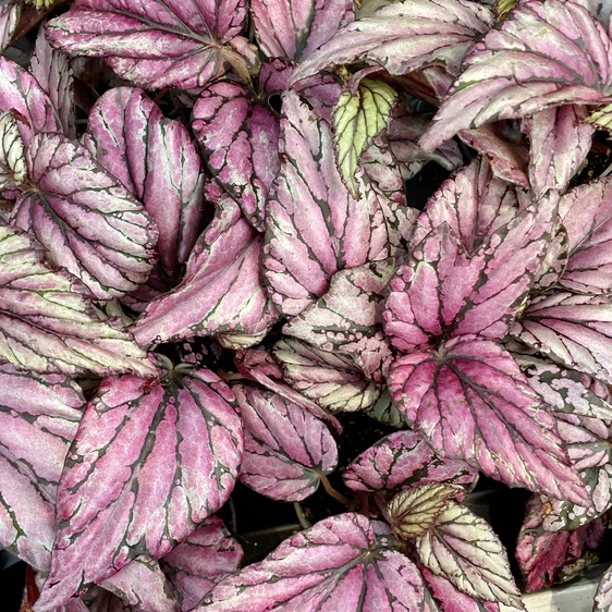 Begonia rex 'Hugh McLauchlan' 6cm - image 1